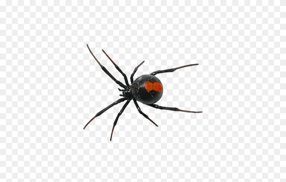 Spider Southern Black Widow Clip Art, Animal, Invertebrate Png