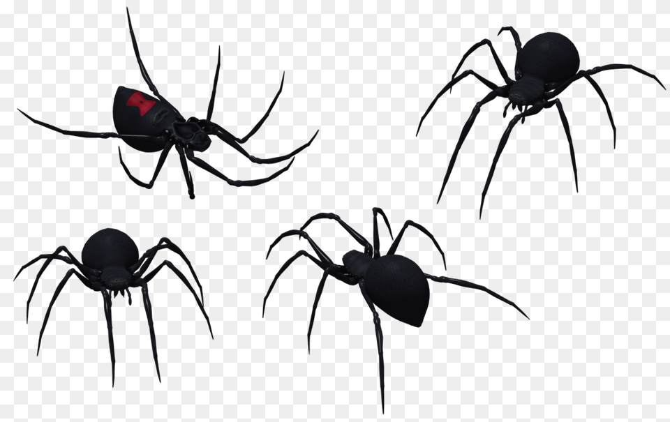 Spider Southern Black Widow Clip Art, Animal, Invertebrate, Insect, Black Widow Free Png