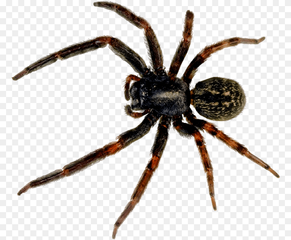 Spider Spider, Animal, Invertebrate Png