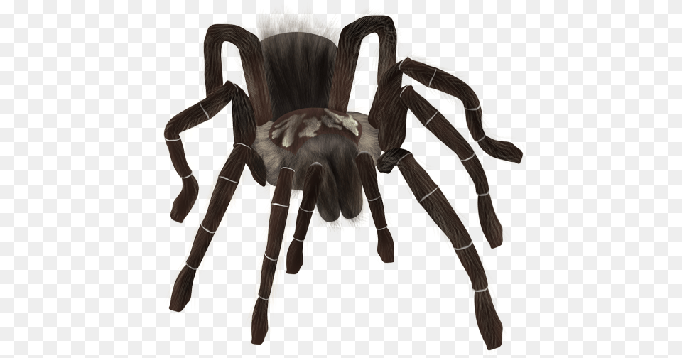 Spider Tarantula, Animal, Invertebrate, Insect, Person Png Image