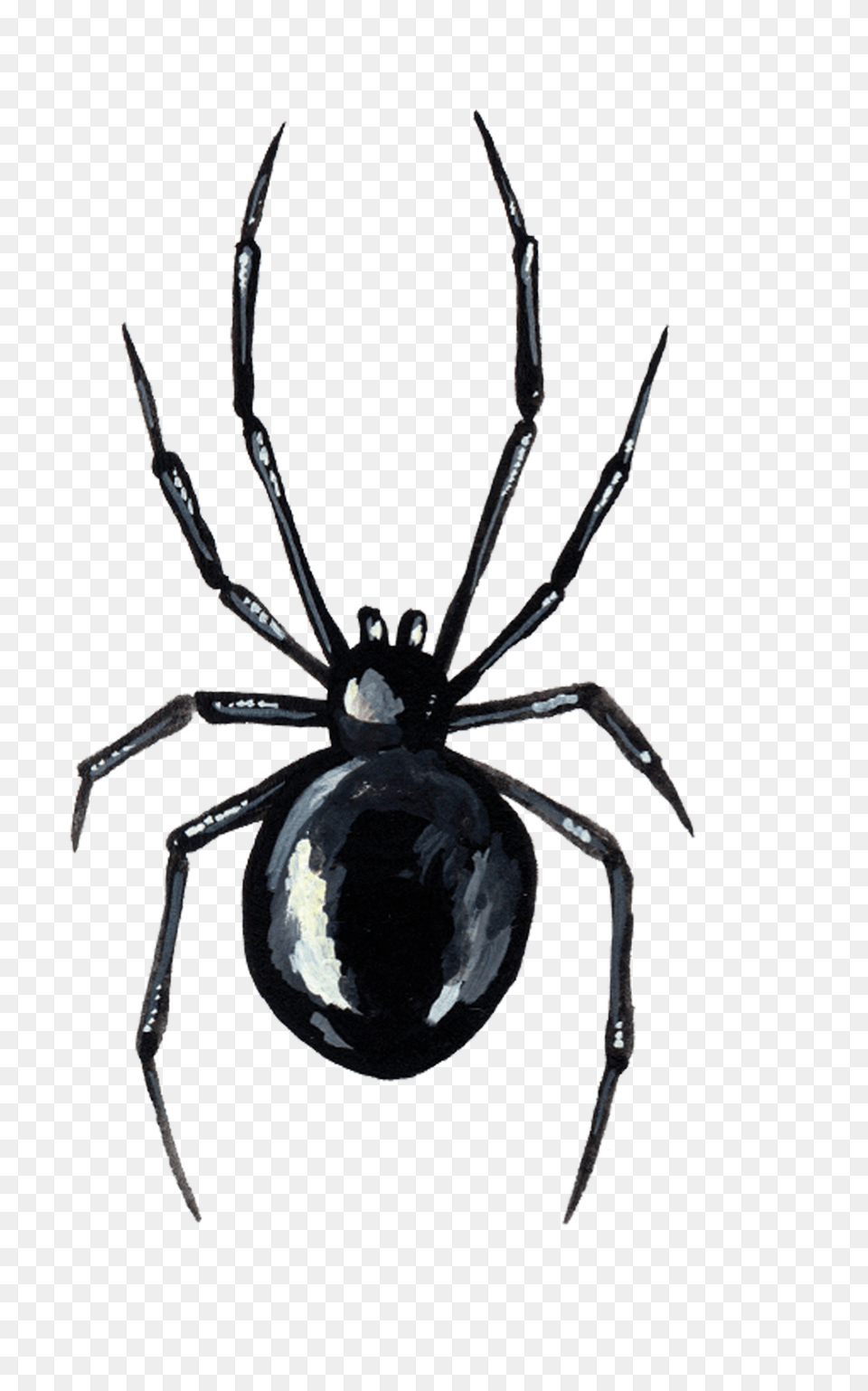 Spider Tattoo, Animal, Invertebrate, Black Widow, Insect Png