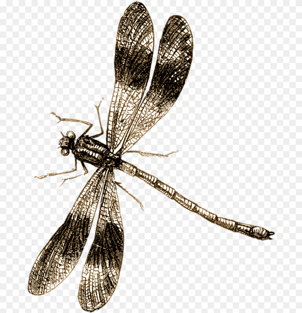 Spider Tattoo, Animal, Insect, Invertebrate, Dragonfly Free Transparent Png