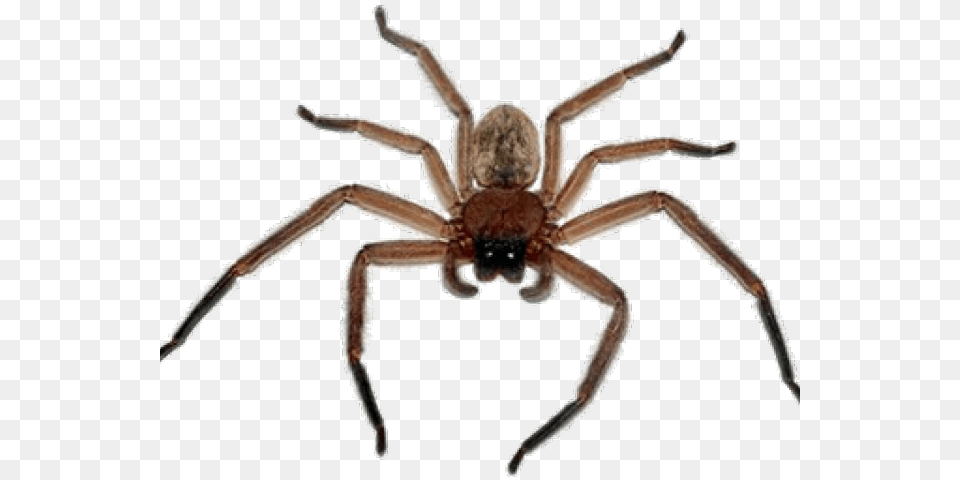 Spider Transparent Images, Animal, Invertebrate Free Png Download