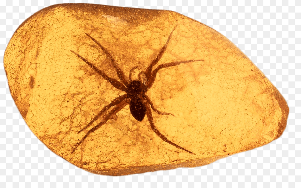 Spider Trapped In Amber, Animal, Invertebrate, Fossil, Insect Png