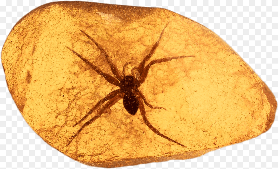 Spider Trapped In Amber Tree Sap Amber, Animal, Invertebrate, Fossil Free Transparent Png