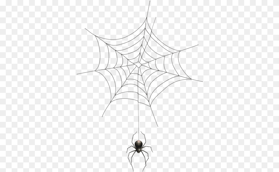 Spider Web, Animal, Invertebrate, Spider Web Png Image