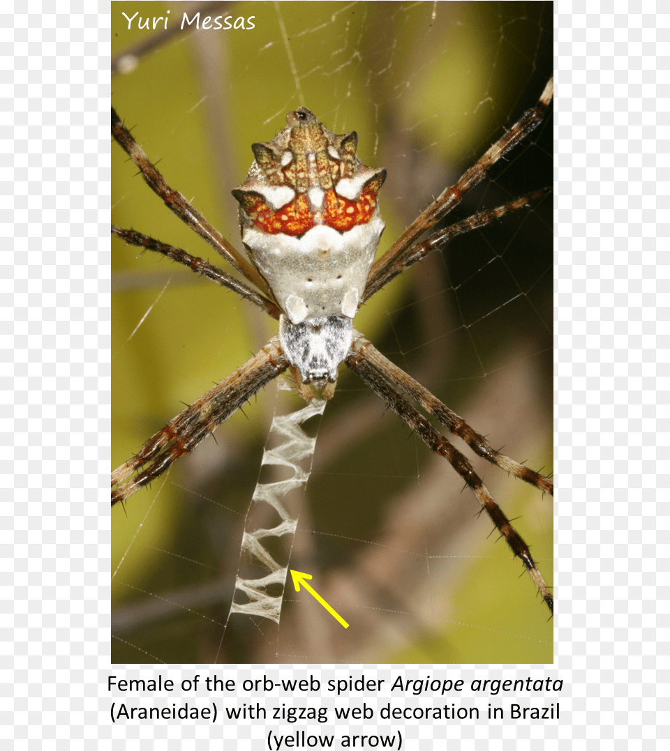 Spider Web, Animal, Argiope, Insect, Invertebrate Png Image