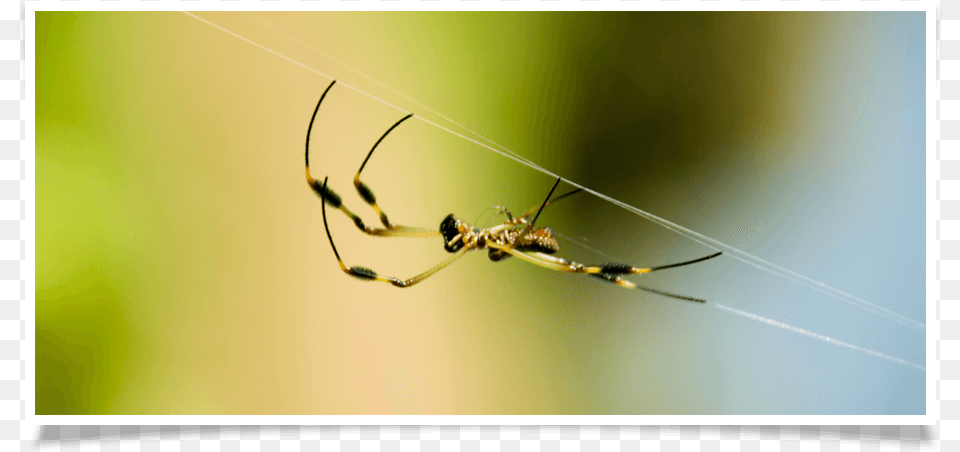 Spider Web, Animal, Garden Spider, Insect, Invertebrate Free Png