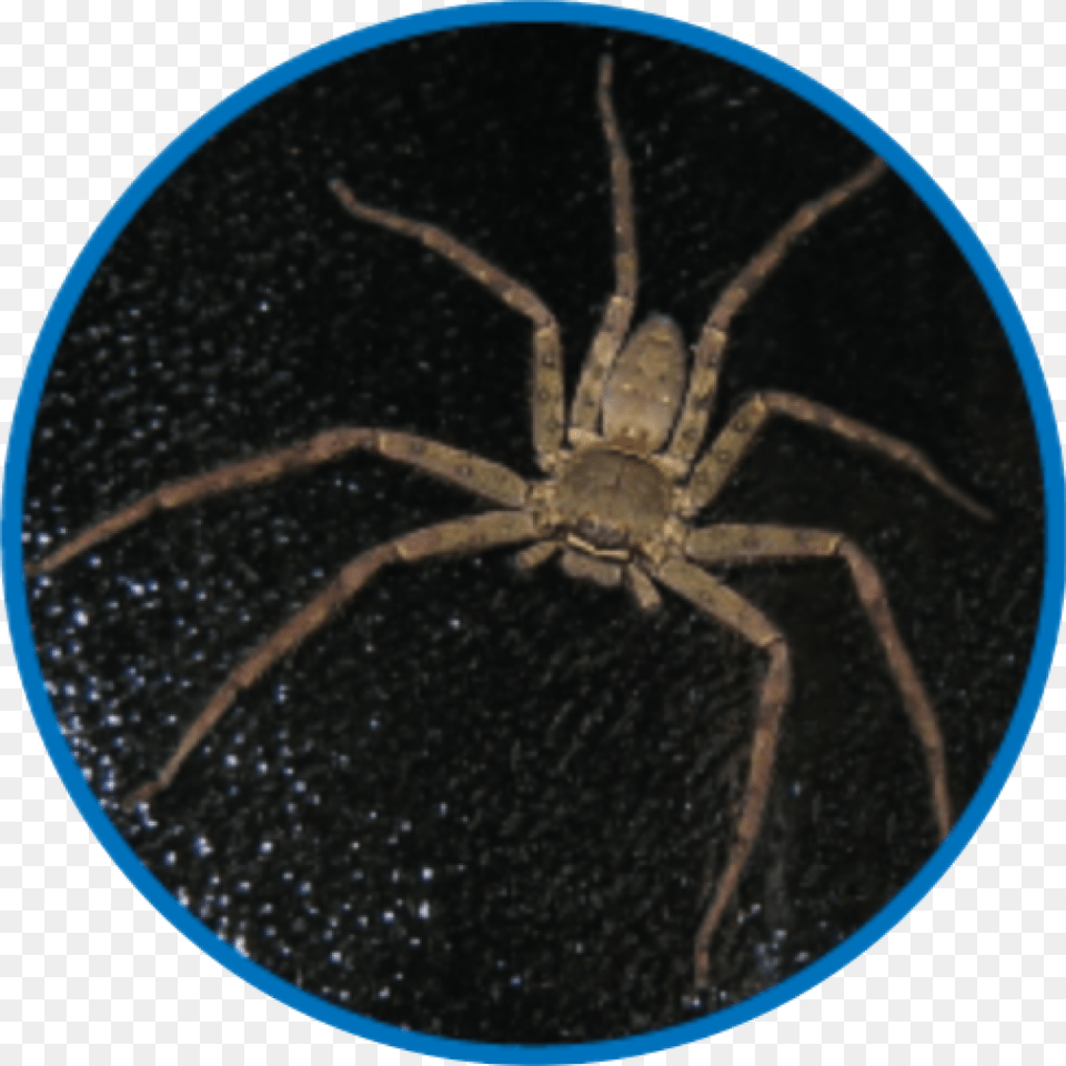 Spider Web, Animal, Invertebrate Free Transparent Png
