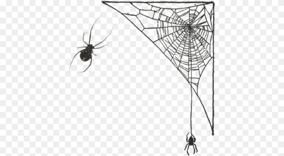 Spider Web, Animal, Invertebrate, Spider Web Free Png Download