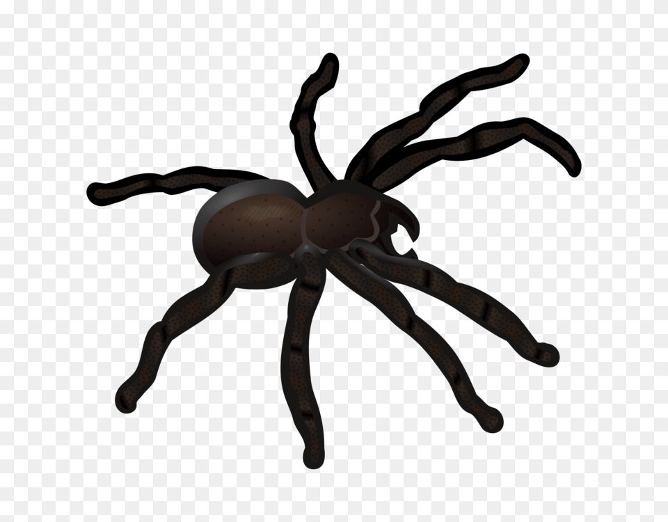 Spider Web Insect Tarantula Computer Icons, Animal, Invertebrate, Bow, Weapon Png