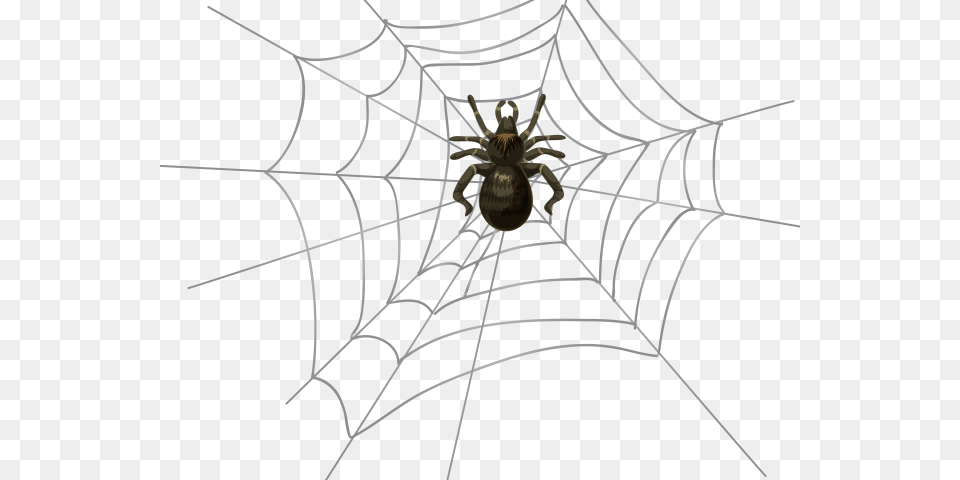 Spider Web Transparent, Animal, Invertebrate, Spider Web Png Image