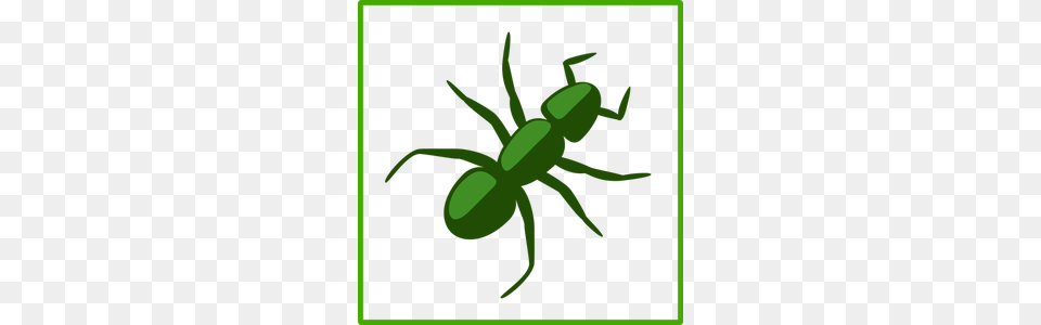 Spider Web Vector, Green, Animal, Invertebrate Png Image