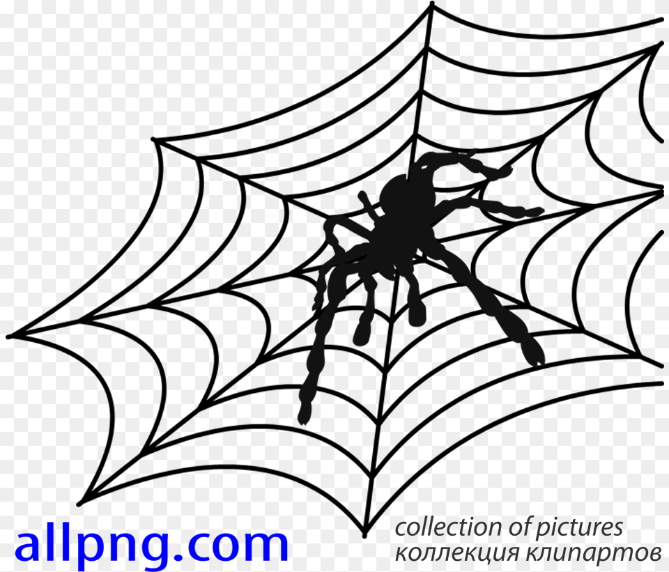Spider Web Vector, Animal, Invertebrate Free Transparent Png
