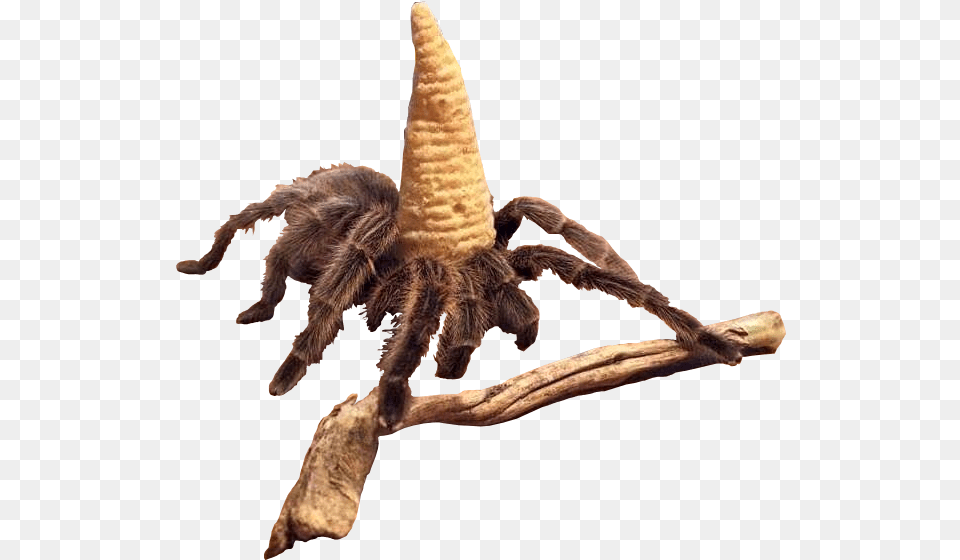 Spider With A Eatable Hat And Staff Like Wizard Cutouts Spider Wizard, Animal, Invertebrate Png Image