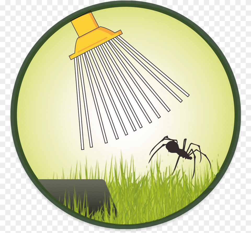 Spidercatcher Insect, Grass, Plant, Animal, Invertebrate Png Image