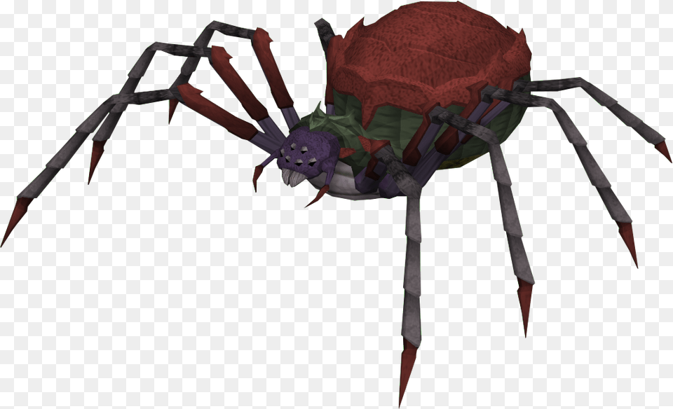 Spiderqueen Spider Queen, Animal, Invertebrate Free Transparent Png