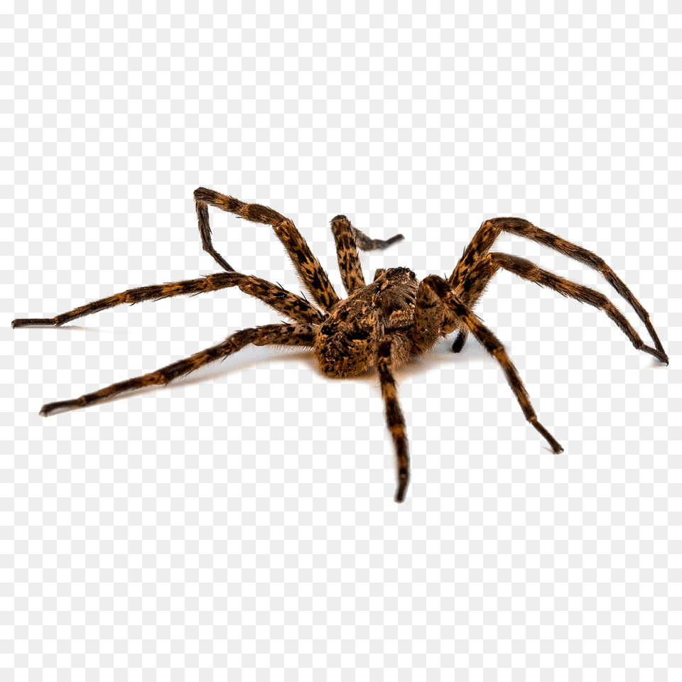 Spiders, Animal, Invertebrate, Spider Free Png