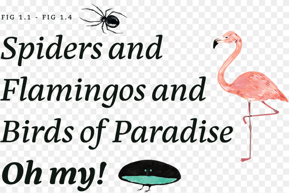 Spiders And Flamingos And Birds Of Paradise Oh My Greater Flamingo, Animal, Bird, Invertebrate, Spider Png Image