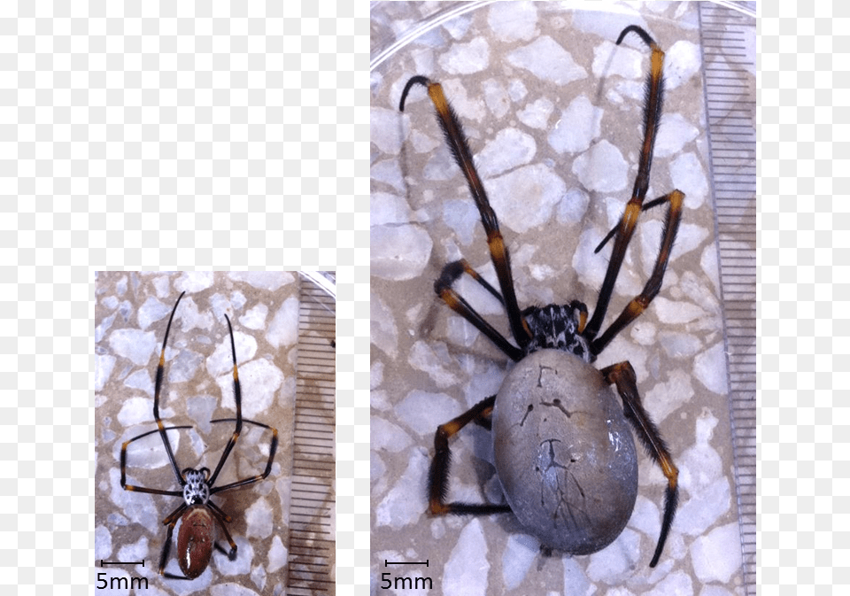 Spiders Grow Bigger, Animal, Invertebrate, Spider Free Png