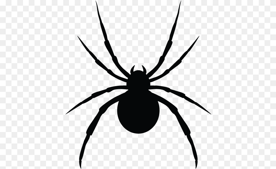Spiders In Minnesota Homes And Offices Pickens Pest Control, Animal, Invertebrate, Spider, Person Png