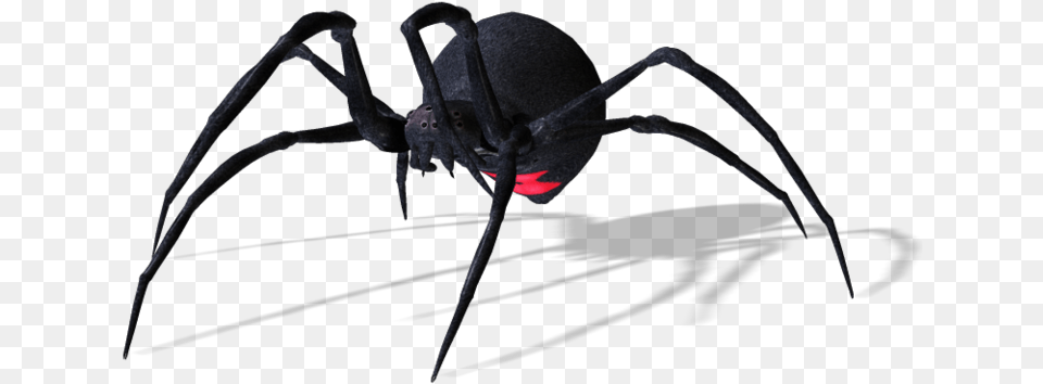 Spiders Spider, Animal, Invertebrate, Black Widow, Insect Free Png