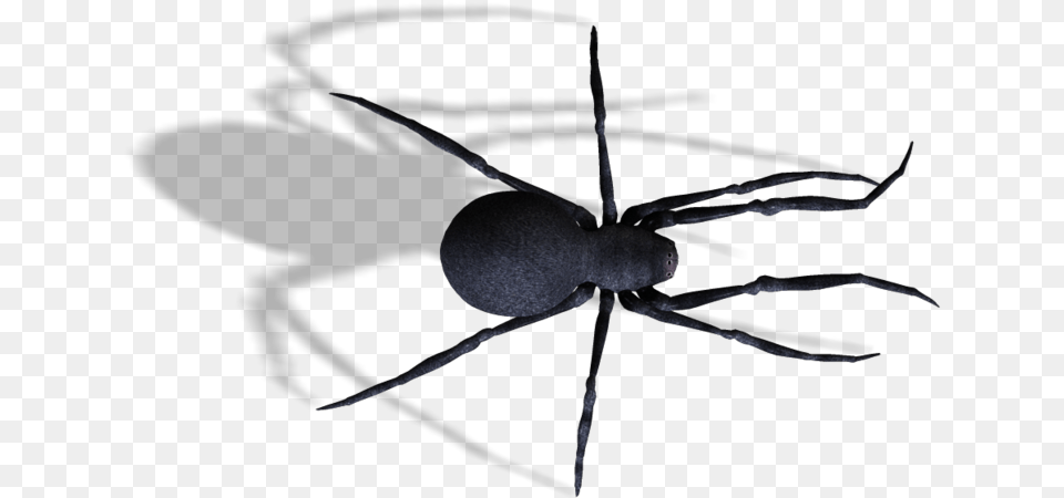 Spiders Spider, Animal, Invertebrate Free Png Download