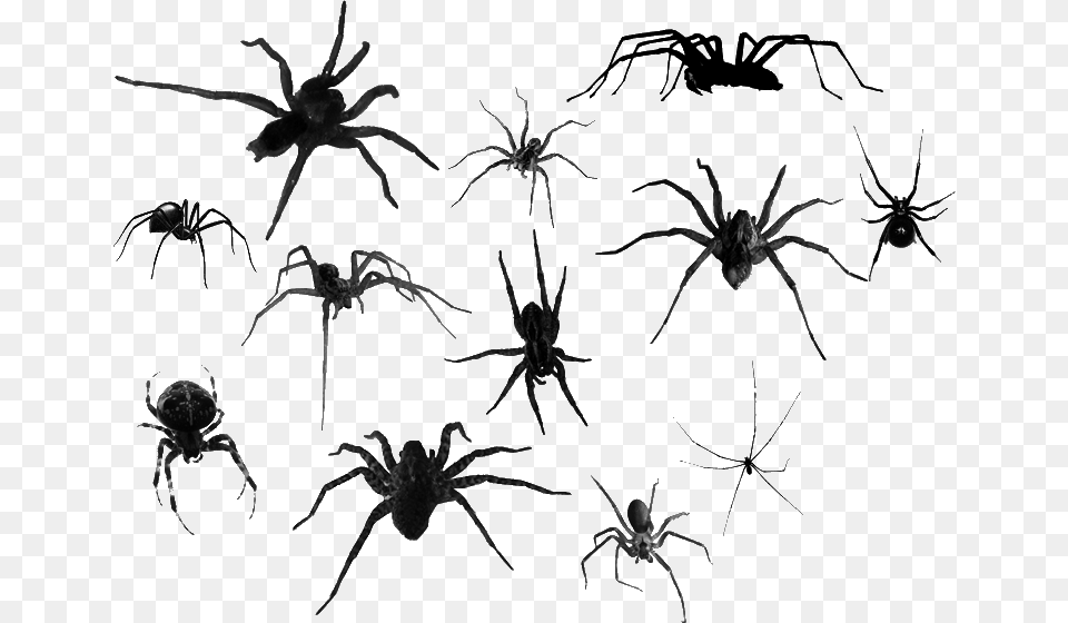 Spiders Spider Creepy Tumblr Goth Freetoedit Spiders, Animal, Invertebrate, Insect Free Transparent Png