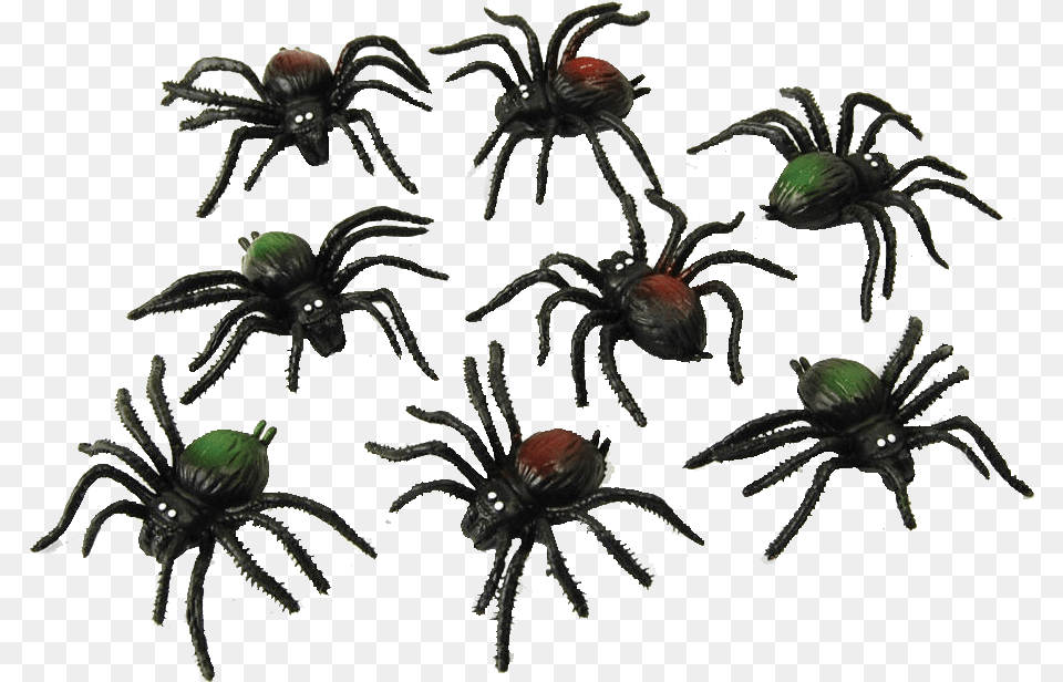 Spiders Transparent Image 8 Spiders, Animal, Invertebrate, Spider, Insect Png