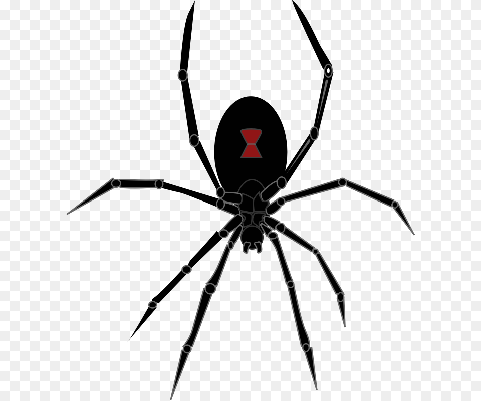 Spiders Unbugme Pest Control Black Widow Spider, Animal, Invertebrate Png