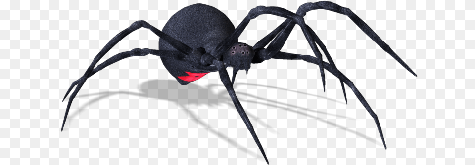 Spiders Widow Spiders, Animal, Invertebrate, Spider, Black Widow Free Transparent Png