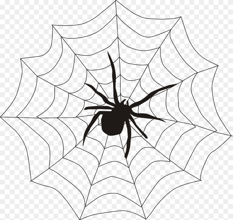 Spiderweb, Animal, Invertebrate, Spider, Spider Web Free Transparent Png
