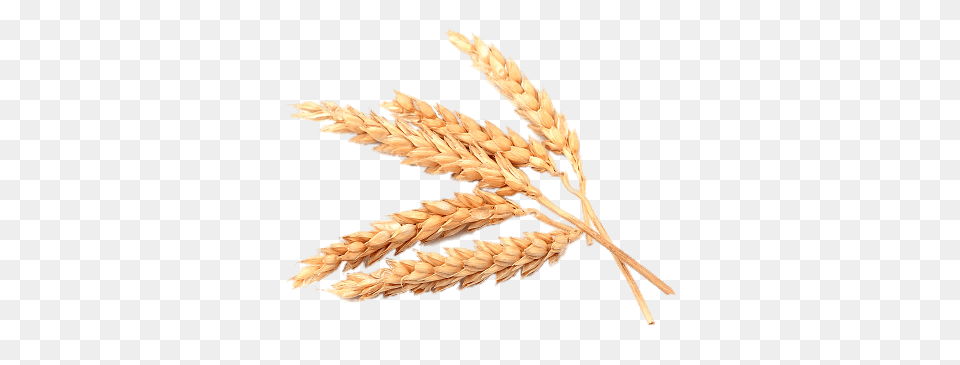 Spikes Of Wheat, Food, Grain, Produce, Animal Png Image