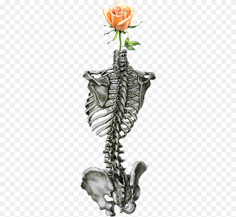 Spin Of Human Body, Flower, Plant, Rose, Person Png Image