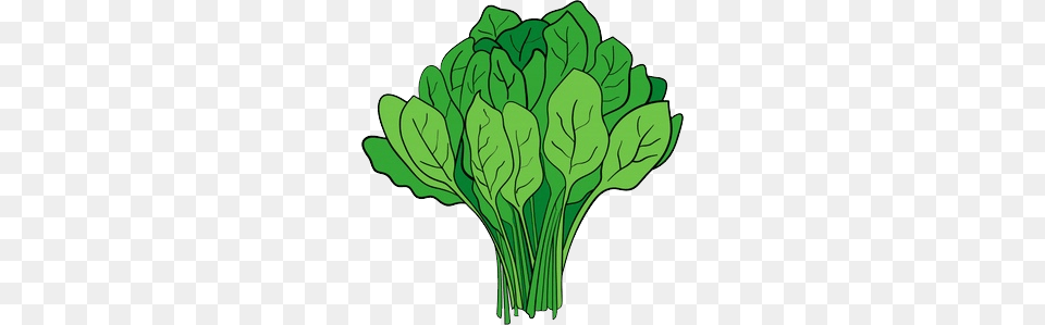 Spinach, Food, Leafy Green Vegetable, Plant, Produce Png Image