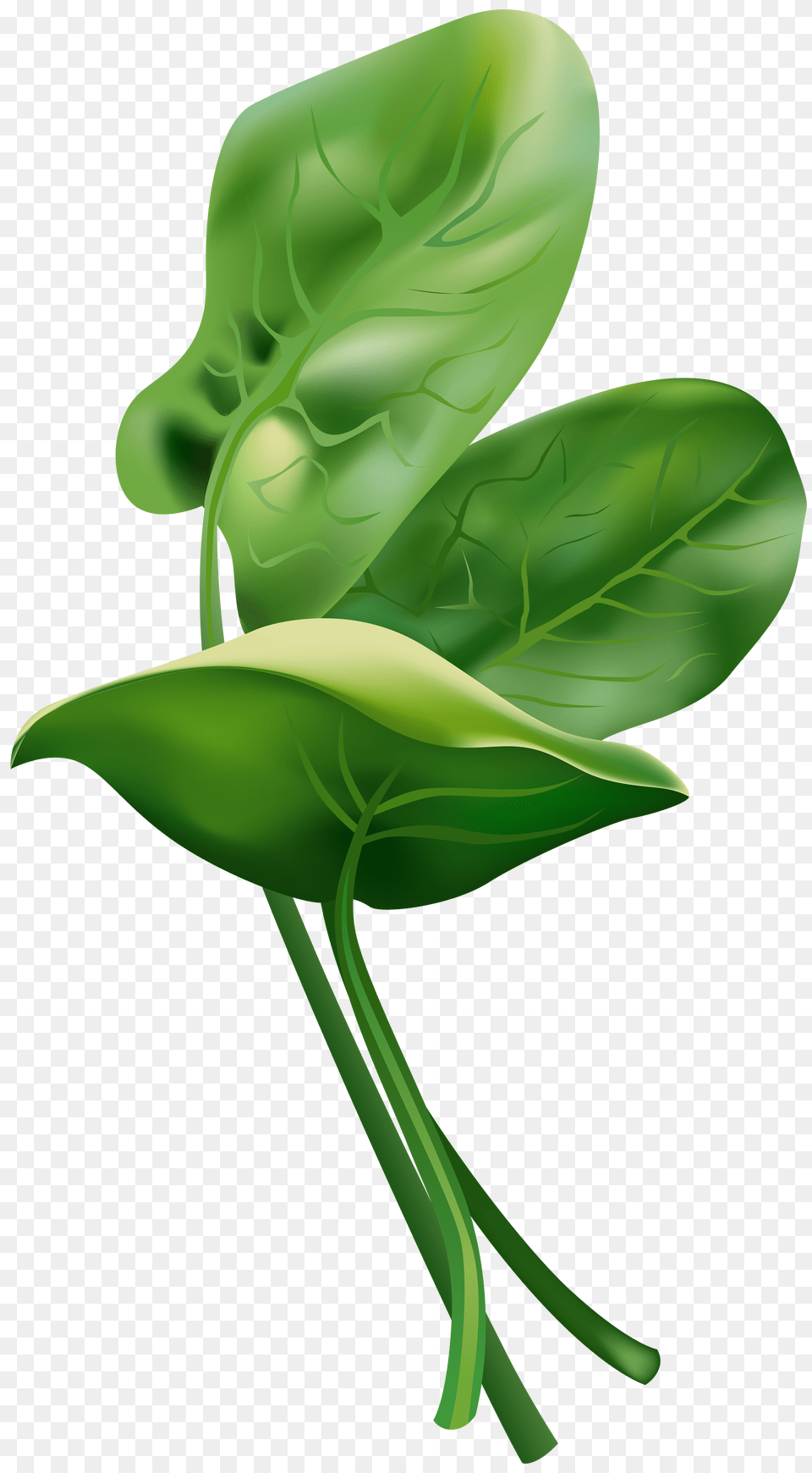 Spinach, Green, Leafy Green Vegetable, Vegetable, Food Png