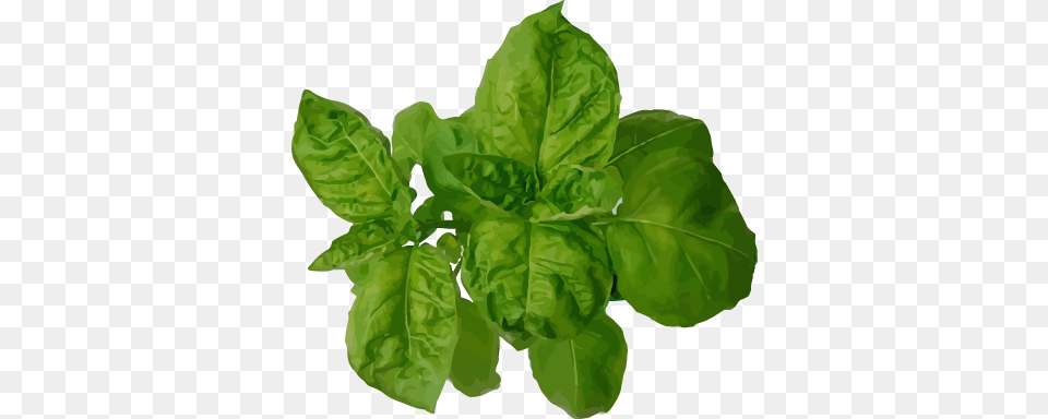 Spinach, Leaf, Plant, Food, Leafy Green Vegetable Png