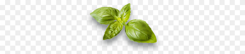 Spinach, Herbal, Herbs, Leaf, Plant Png