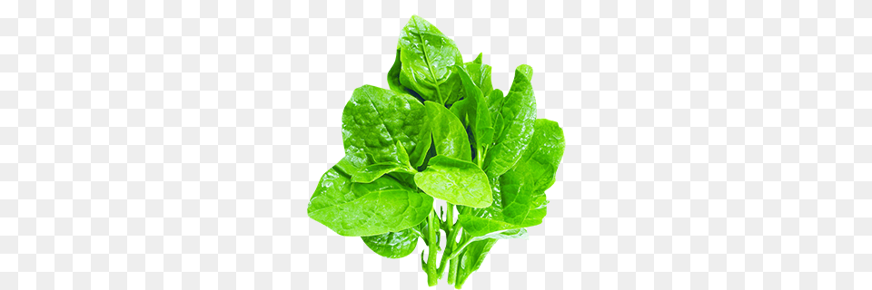 Spinach, Food, Leafy Green Vegetable, Plant, Produce Free Transparent Png