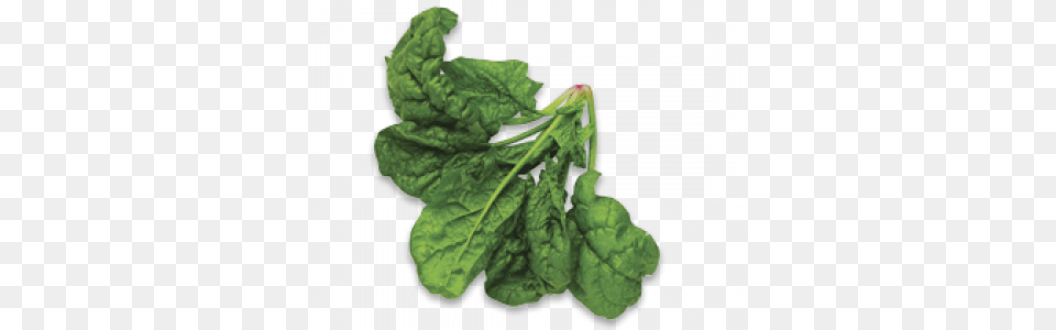 Spinach, Leaf, Plant, Food, Leafy Green Vegetable Free Transparent Png
