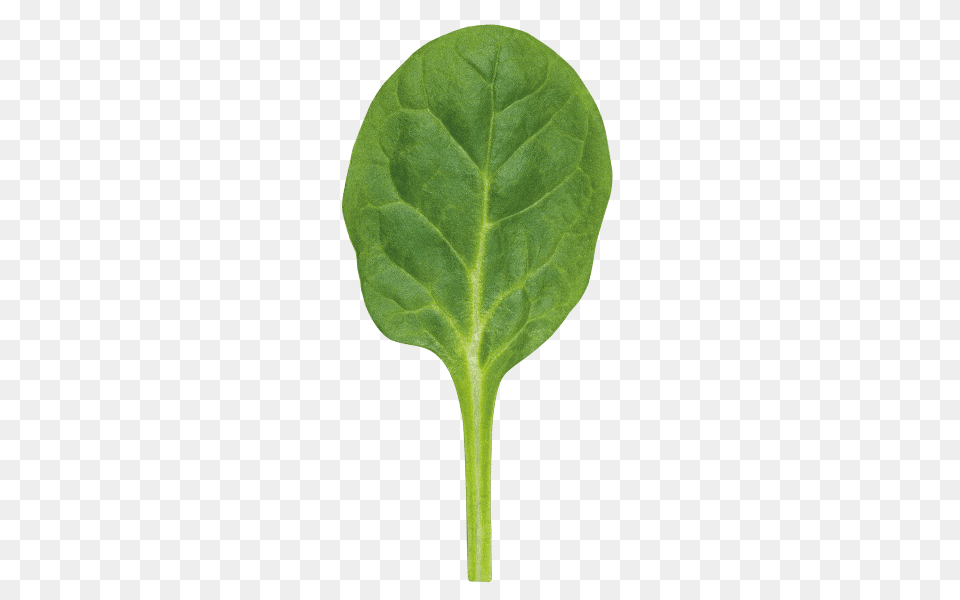 Spinach, Food, Leaf, Leafy Green Vegetable, Plant Png