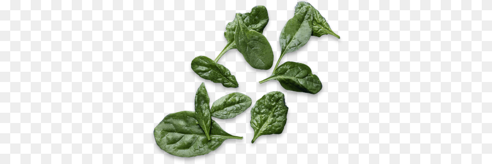 Spinach, Food, Leafy Green Vegetable, Plant, Produce Png