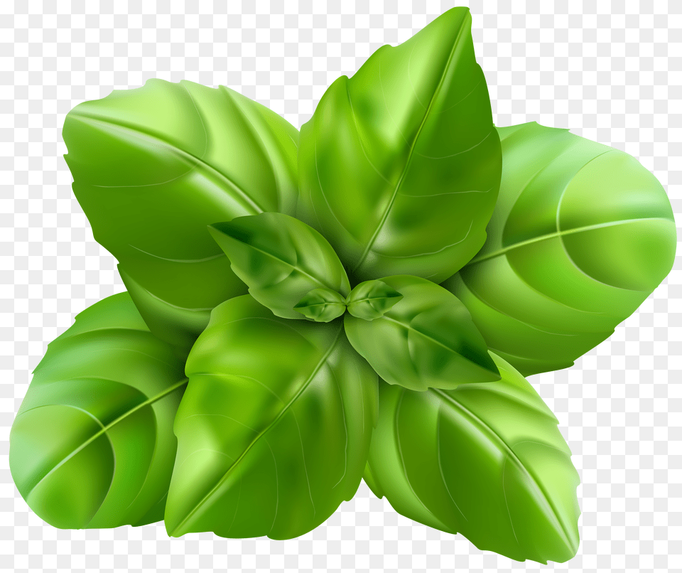 Spinach Png Image