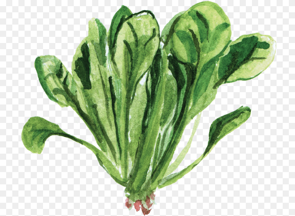 Spinach, Leaf, Plant, Food, Lettuce Free Png