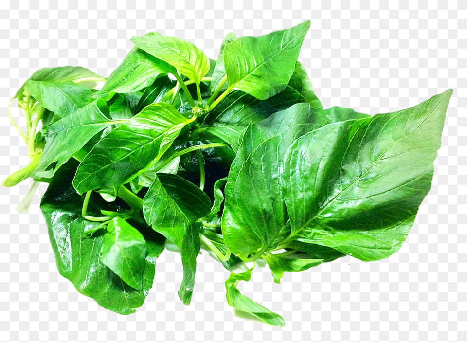 Spinach, Leaf, Plant, Herbal, Herbs Png