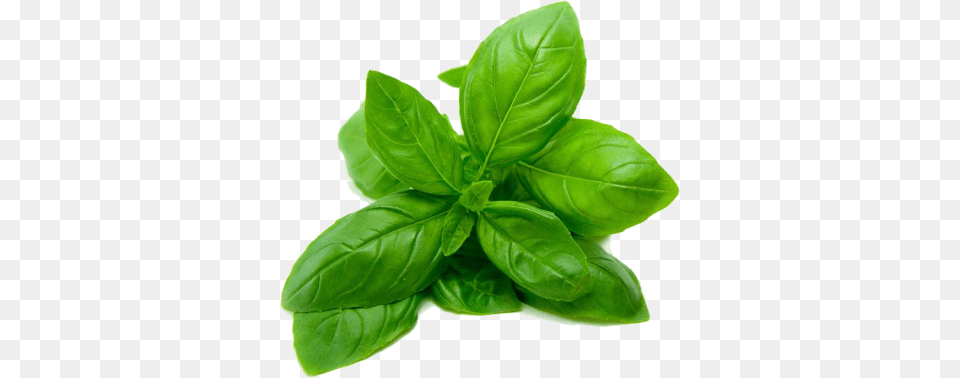 Spinach, Herbal, Herbs, Leaf, Plant Free Transparent Png