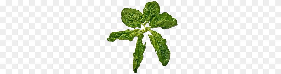 Spinach, Leaf, Plant, Herbs, Food Free Transparent Png
