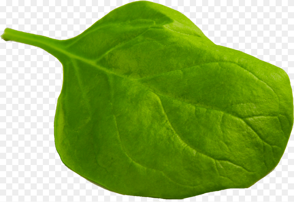 Spinach, Food, Leaf, Leafy Green Vegetable, Plant Free Transparent Png