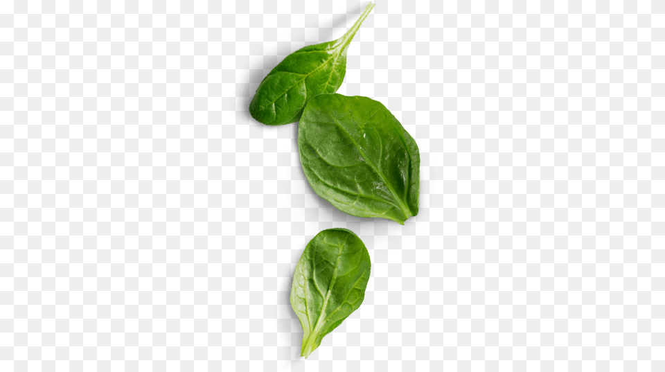 Spinach, Food, Leaf, Leafy Green Vegetable, Plant Free Png