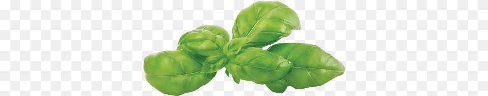 Spinach, Herbal, Herbs, Leaf, Plant Free Png